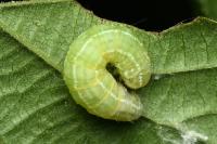 Operophtera brumata