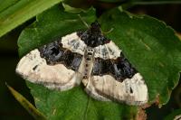 Cosmorhoe ocellata