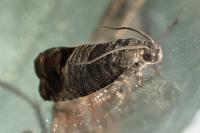Cydia pomonella