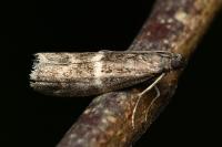 Elegia similella
