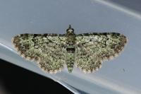 Pasiphila rectangulata