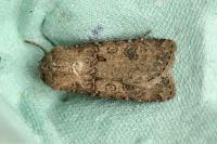 Agrotis segetum