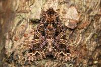 Sideridis rivularis
