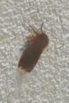 Phragmatobia fuliginosa