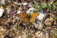 Melitaea phoebe