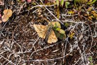 Erynnis tages