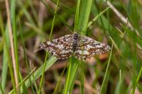 Ematurga atomaria