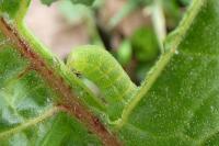 Trigonophora flammea