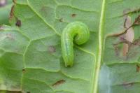 Trigonophora flammea