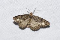 Parectropis similaria