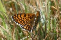 Melitaea cinxia