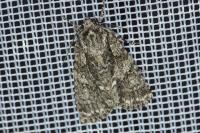 Acronicta rumicis