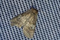 Tethea ocularis