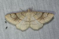 Adactylotis contaminaria