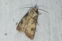 Agrotis puta