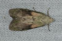 Aphomia sociella