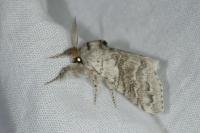 Calliteara pudibunda