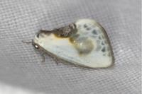 Cilix glaucata