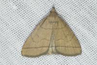 Herminia tarsipennalis