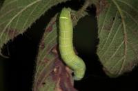 Orthosia cerasi