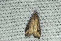 Schrankia costaestrigalis