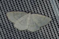 Cabera exanthemata
