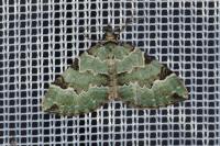 Colostygia pectinataria