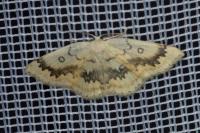 Cyclophora annularia