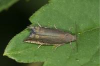 Grapholita gemmiferana