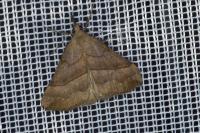 Hypena proboscidalis