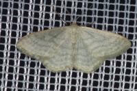 Idaea subsericeata