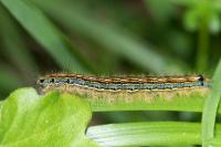 Malacosoma neustria