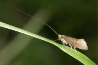 Nematopogon adansoniella