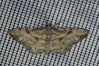 Peribatodes rhomboidaria