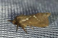 Korscheltellus lupulinus