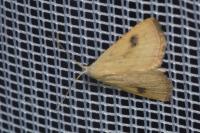 Rivula sericealis