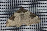Xanthorhoe fluctuata