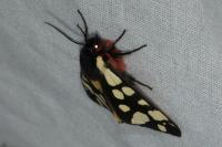 Arctia villica