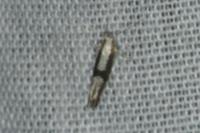 Argyresthia