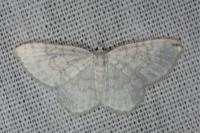 Asthena albulata