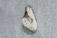 Cilix glaucata