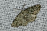 Cleorodes lichenaria