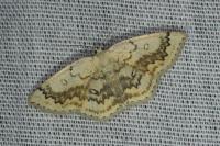 Cyclophora annularia