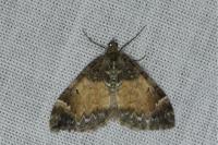 Dysstroma truncata