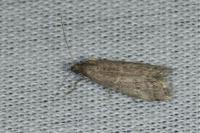 Ephestia