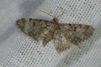 Eupithecia tantillaria