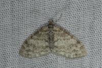 Lobophora halterata