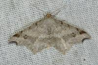 Macaria alternata