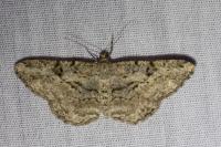 Peribatodes rhomboidaria