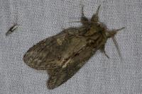 Peridea anceps